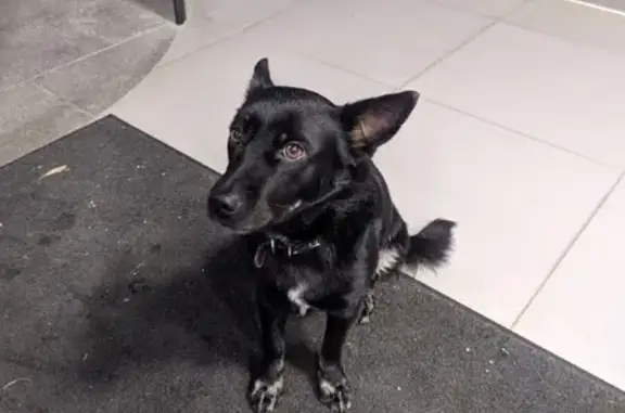 Найдена собака на Парковом проспекте, 5А в Оренбурге