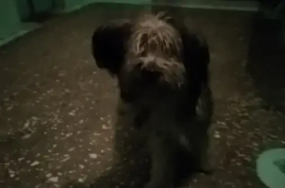 Собака найдена на ул. Беринга, 7 в Мурманске
