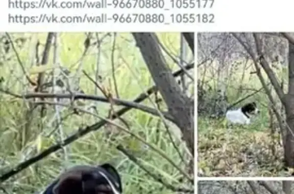 Найдена пугливая собака Мальчик около ЖК Среда (м. Нижегородская)