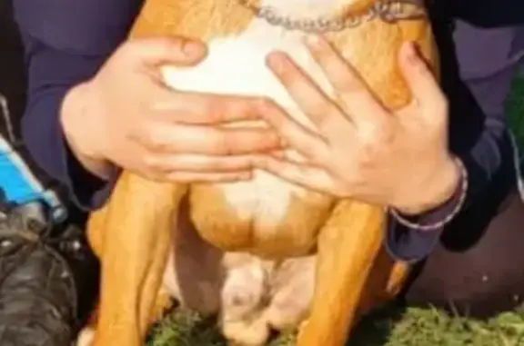 Пропала собака в Энгельсе: МАЙК, Американский Стаффордширский терьер, вознаграждение
