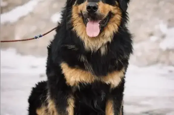 Пропала породистая собака на улице Победы, 102 в Димитровграде
