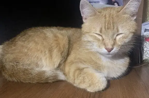 Найдена рыжая кошка на Учительской улице, СПб