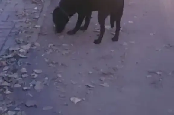Собака найдена около Пятёрочки на Пролетарской, Тамбов