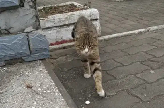 Найден кот на Октябрьской, 15 в Биробиджане.