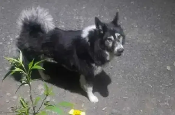 Пропала собака на Брестской, 34, Артём: лайка Мухтар (Муха) черно-белого окраса.