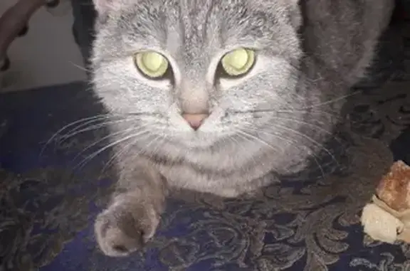 Пропала кошка на Ломоносова, 62 в Лесосибирске