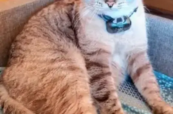 Потерянные животные Самара, фото: Пропала кошка на Подшипниковой, Самара