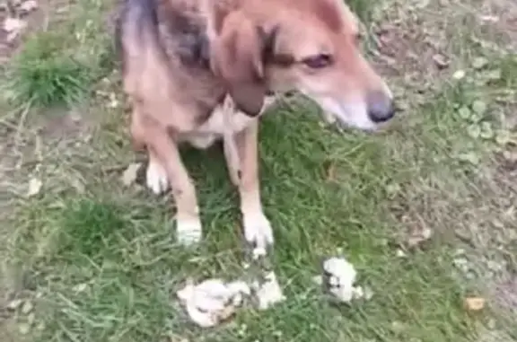 Найден пёс на Комсомольском пр-те, Люберцы