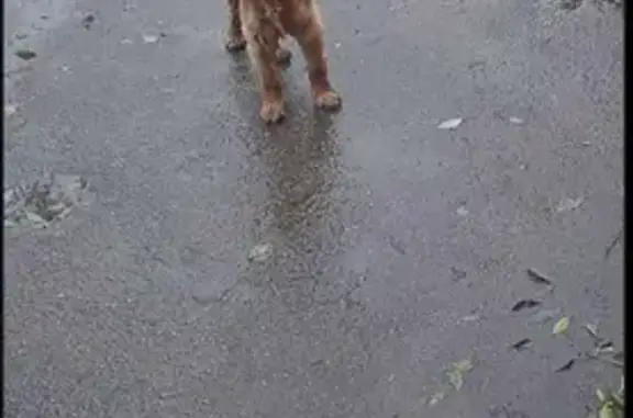 Собака найдена на Владимирской улице, 21 в Самаре