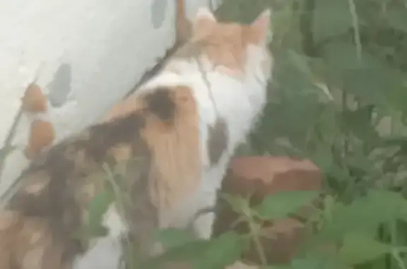 Пропала кошка с ул. Сайдашева, Бугульма.