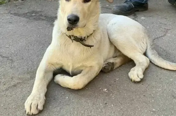 Пропала собака Цезарь на улице Попова, 18, Люберцы