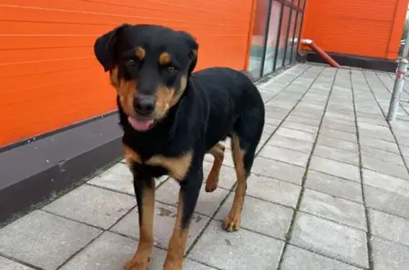 Собака без ошейника найдена в Ворыпаево (46Н-00590)