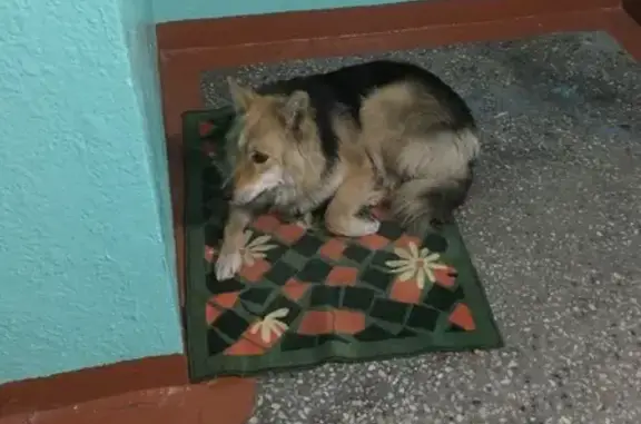 Пропала собака Ася на пр. Ленина (Мурманск)