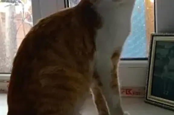 Найден рыжий кот на Псковской, нужен новый дом