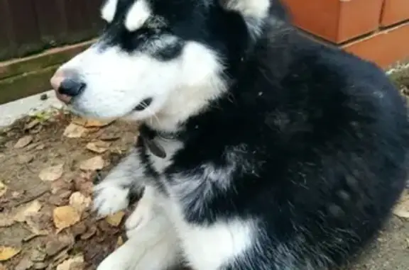 Найдена собака, Ольявидово, фото: Найдена собака Кобель на Центральной улице, 16