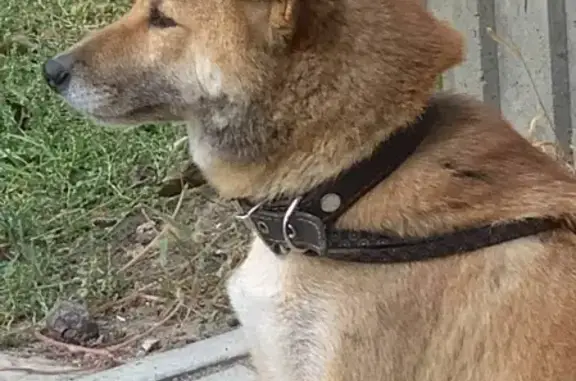 Пропала собака в Супсехе, кличка Яхи, вознаграждение