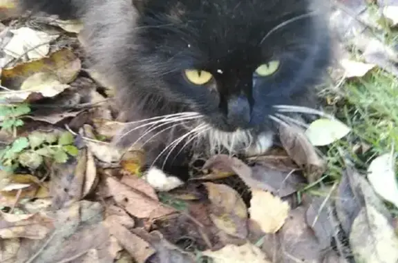 Найдена кошка в Михайловском поселении, Тверская область
