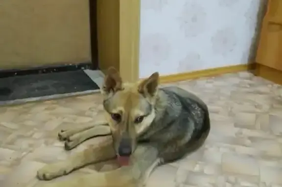 Найден домашний пес в Ленинском районе, адрес: Лунная улица, 41