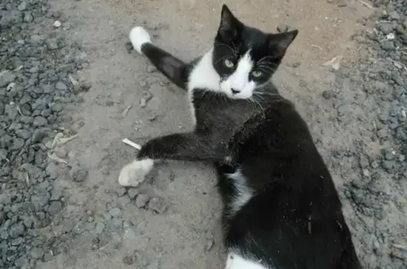 Пропала кошка на ул. Островского, Пушкино.