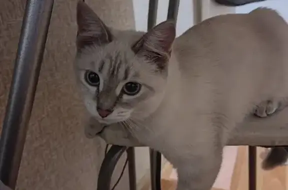 Потерянные животные Пермь, фото: Пропала белая кошка Афина у ост. микрорайон садовый, ул. Юрша, Пермский городской округ.