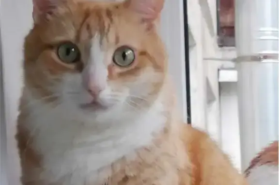 Кошки потеряшки, Санкт-Петербург, фото: Потеряшка кошка Сёма на проспекте Солидарности, СПб