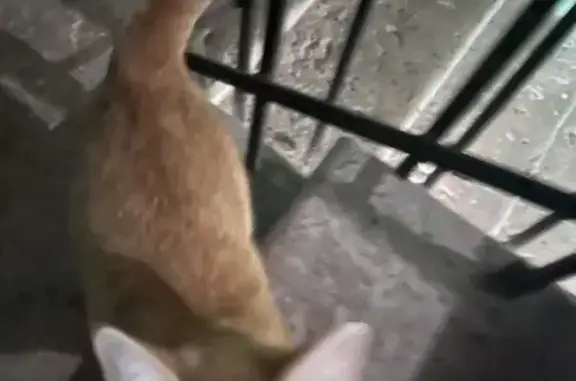 Найдена ласковая кошка на Декабристов, 46