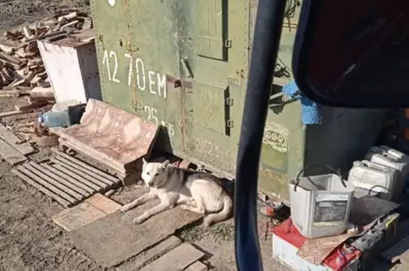 Найдена собака в Воздвиженке, Приморский край