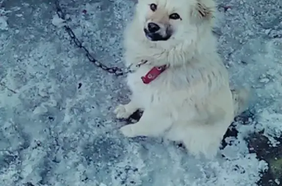 Собаки потеряшки, , фото: Потеряшка собака в Камень-на-Оби: Мысовский переулок, 13