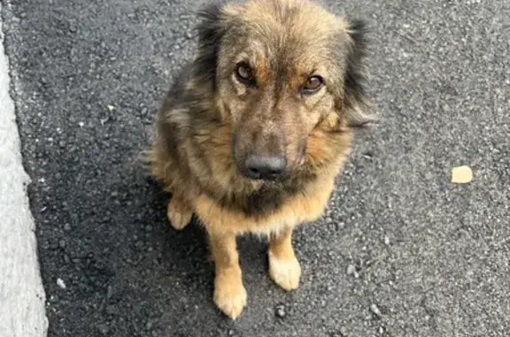 Собака найдена на Воровского 60А, Челябинск.