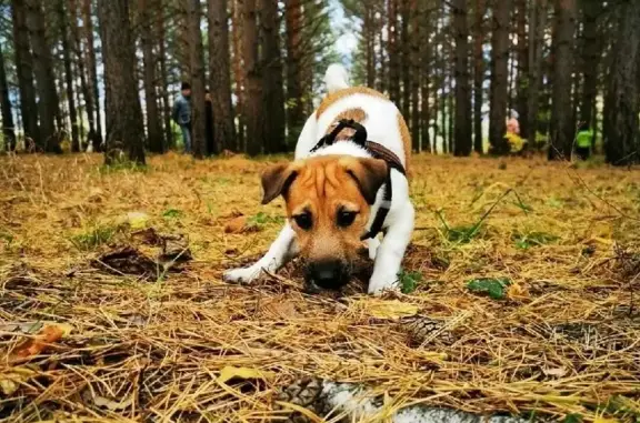 Пропала собака Майло на улице Вербной, Красноярск