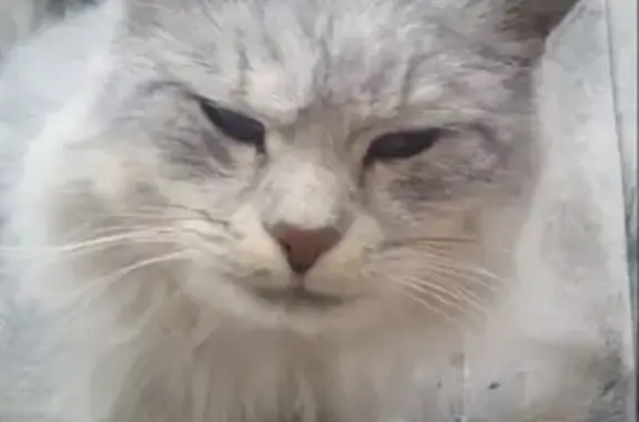 Пропала кошка на Сумской улице, Белгород (Серый пушистый полосатый кот)