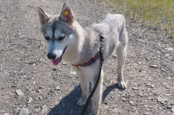 Пропала собака породы Хаска в Корфовском поселении, 16 км от дачных посёлков