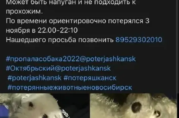Пропала собака Лорик, ул. Стофато 1А, Новосибирск.