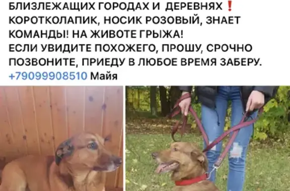 Пропала собака в Щербинино
