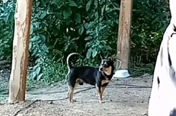 Пропала собака Кобель в Сысерти, ул. Орджоникидзе, 61