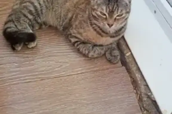 Пропала кошка Полосатая в Бердске, Микрорайон 20