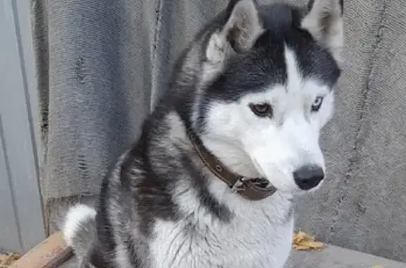 Собаки потеряшки, Мичуринский, фото: Потеряшка собака Ева на Солнечной улице