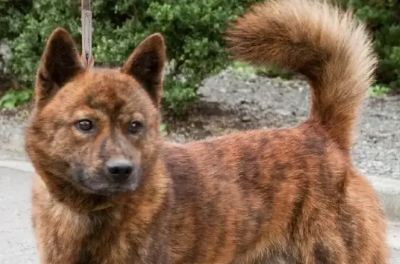 Найдена собака тигрового окраса в Демино, ул. Ленина, 42