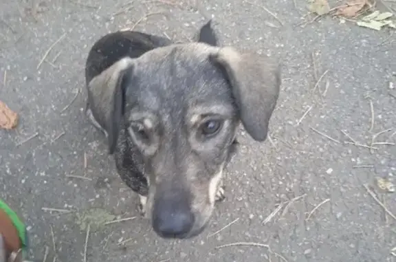 Найдена беспородная собака на Айвазовского, 114 в Краснодаре