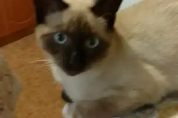 Кошки потеряшки, Ярославль, фото: Потеряшка котик Барсик на улице Строителей 1 к2, Ярославль