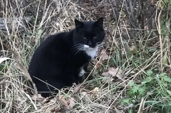 Пропал Чёрный кот на заправке Лукойл, Тульская область