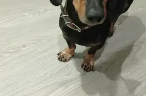 Собака Такса найдена на Душистой ул. 79 к2, Краснодар