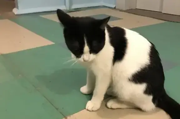Найдена кошка на улице Аксёнова, Обнинск