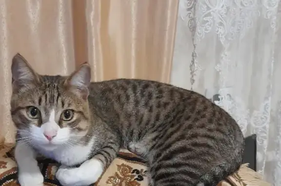 Кошки потеряшки, Тамбов, фото: Потеряшка кошка на 1-м Маратовском проезде, 14 в Тамбове