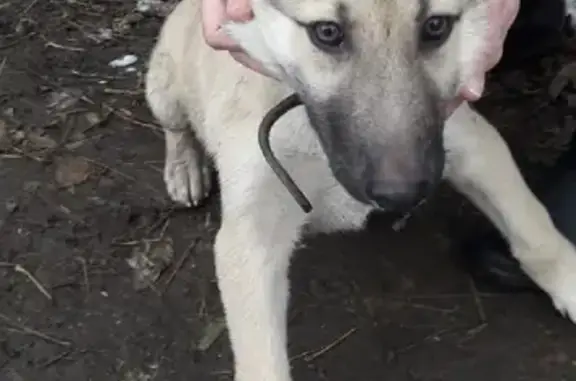 Найден щенок в Екатеринбурге: адрес на улице Блюхера, 10