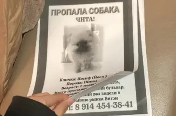 Пропала собака Йося на ул. Ленина, Чита