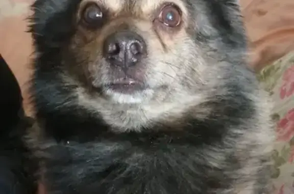 Собаки потеряшки, Калининград, фото: Потеряшка собака на проспекте Калинина, Калининград