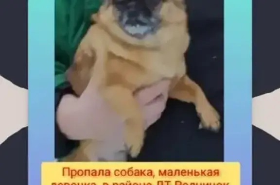 Пропала собака Эльза, адрес: ул. Ленина, 74, Приморско-Ахтарск.