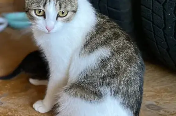 Пропала кошка Мила в Ушаковском поселении