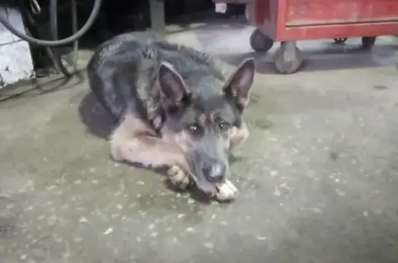 Собака найдена в автосервисе на ул. Рылеева, Челябинск
